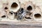 Wild solitary bees mating on insect hotel at springtime