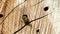 Wild solitary bees Osmia Bicornis flying in front of an insect hotel shelter box in springtime. made of wood trunk