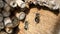 Wild solitary bees Osmia Bicornis flying in front of an insect hotel shelter box in springtime. made of wood trunk, bamboo.