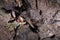 A wild some bats hangs in a dream on the ceiling of a stone cave. Little bats in the North Caucasus