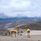 Wild South American camel, Andes of central Ecuador