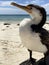 Wild south Australian Cormorant