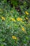 Wild southern california sunflower bush with yellow blooms