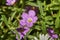 Wild Southwest Native Calibrachoa parviflora growing wild in Texas
