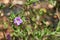 Wild Southwest Native Calibrachoa parviflora growing wild in Texas