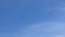 Wild spanish brown eagle flying against the backdrop of a blue sky in Spain.