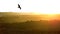 Wild Spanish imperial eagle flies in the Montes de Toledo in the Iberian Peninsula, at sunset. Aquila adalberti or Iberian