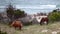 Wild Spanish mustangs of Shackleford Banks