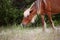 Wild Spanish mustangs of Shackleford Banks