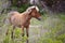 Wild Spanish mustangs of Shackleford Banks