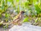 Wild Sparrow Bird