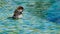 Wild sparrows bathing in shallow swimming pool water