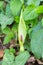 Wild spathe flower Arum maculatum