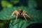 Wild Spider on Green Leaf, allure of wildlife