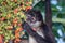 A wild spider monkey male eating betel nuts on a betel palm tree.