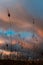 wild spikes against the sky at sunset