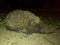 Wild spiky european hedgehog on earth during night, nocturnal mammal animal