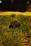 Wild spiky european hedgehog in grass during night.