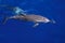 Wild Spinner dolphin close up