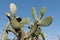 Wild spiny cactus growing through a boundary fence