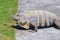 Wild Spiny-tailed iguana, Black iguana, or Black ctenosaur. Green grass background. Riviera Maya, Cancun, Mexico.