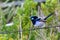 Wild splendid fairy wren