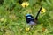 Wild splendid fairy wren