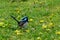 Wild splendid fairy wren in a field