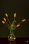 Wild Splendor: Orange Poppies in a Glass Vase on a Dark Background