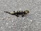 Wild Spotted Baby Salamander