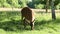 Wild spotted deer in the forest