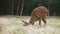 Wild spotted deer grazing