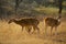 Wild spotted deer at Ranthambore National Park