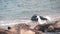 Wild spotted fur seal rookery, pacific harbor sea lion swimming, California, USA