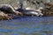 Wild spotted seals Phoca largha on the coastal rocks closeup.  Largha seal sleeping on the sea rock near the blue water. Wild mamm