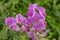 Wild sprawling pink vetch Vicia in a garden