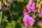 Wild sprawling pink vetch, on which a bee crawls