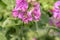 Wild sprawling pink vetch, on which a bee crawls