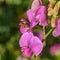 Wild sprawling pink vetch, on which a bee crawls