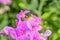 Wild sprawling pink vetch, on which a ladybug crawls