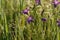 Wild spreading bellflowers (Campanula patula) in dew in the meadow on a sunny morning