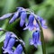Wild Spring Bluebells macro