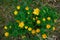 Wild, spring bright yellow flower Adonis vernalis