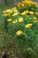 Wild, spring bright yellow flower Adonis vernalis