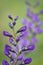 Wild spring flower - blue wild-indigo