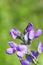 Wild spring flower - blue wild-indigo