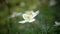 Wild spring flowers - Snow Drops in spring sunny day