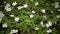 Wild spring flowers - Snow Drops in spring sunny day