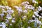 Wild spring light blue alpine forget-me-nots flowers Myosotis alpestris