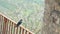 Wild spring swallow bird singing on old countryside rural habitat,animal wildlife,prores